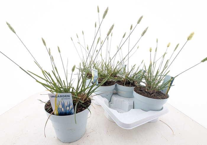 <h4>SESLERIA NITIDA</h4>