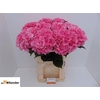 Hydr M Royal Love Dark Pink