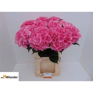 Hydr M Royal Love Dark Pink