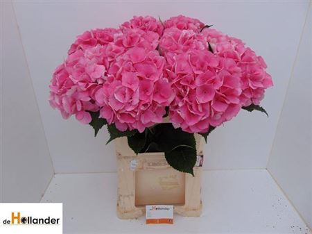 <h4>Hydr M Royal Love Dark Pink</h4>