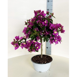 BOUGAINV ELISABETH