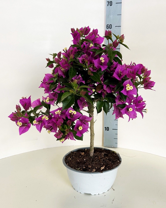 <h4>BOUGAINV ELISABETH</h4>