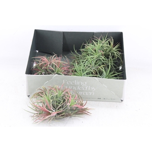 arr3 CP - Till. Ionantha clumb red