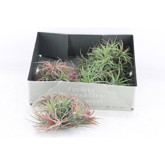 <h4>Arr3 Cp - Till. Ionantha Clumb Red</h4>