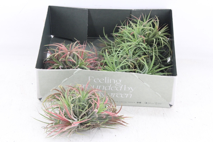 <h4>arr3 CP - Till. Ionantha clumb red</h4>