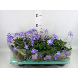 Streptocarpus saxorum