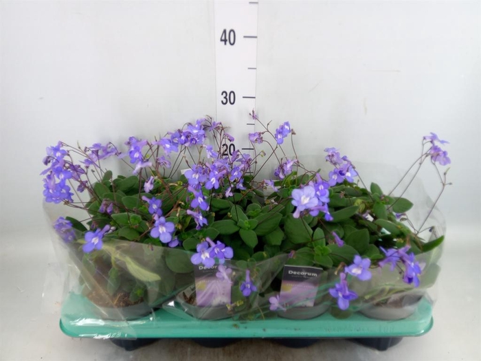 <h4>Streptocarpus saxorum</h4>