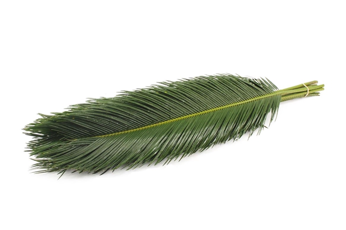 Cycas 80