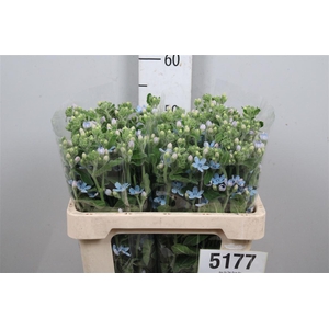 Oxy Co Tan Pure Blu