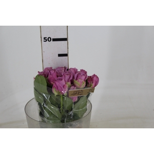 ROSA COOL WATER 040 CM ESTUFA