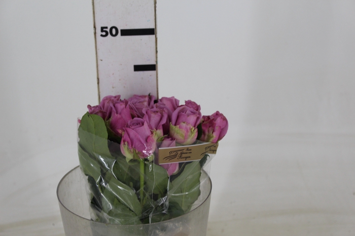 <h4>ROSA COOL WATER 040 CM ESTUFA</h4>