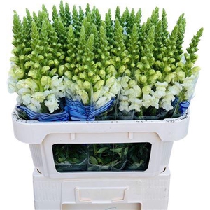 Antirrhinum Poto Ivory White