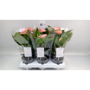 Anthurium andr. 'Spirit'