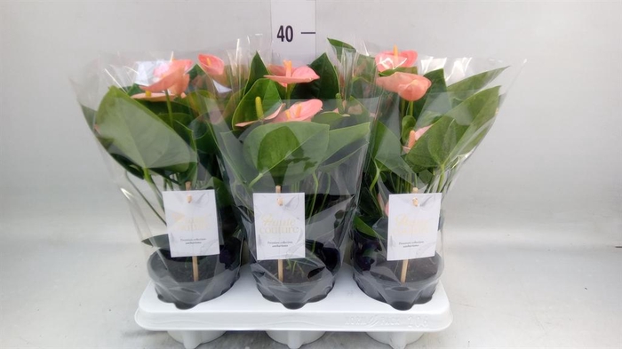 <h4>Anthurium andr. 'Spirit'</h4>
