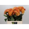 Dahlia Graceland
