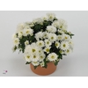 Chrysanthemum  'Braque White'