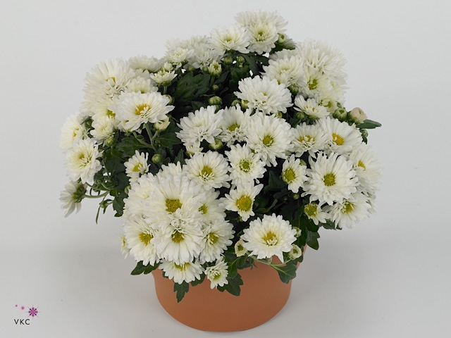 Chrysanthemum  'Braque White'