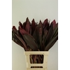 Cordyline Tips Red