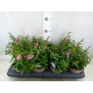 Angelonia  'Serena Lavender'