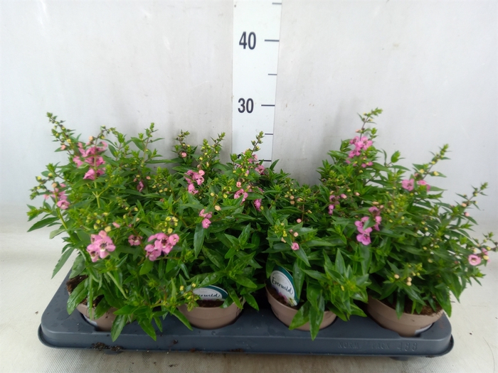 <h4>Angelonia  'Serena Lavender'</h4>