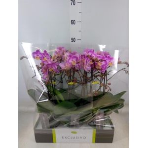 Phalaenopsis multi.   ...rose