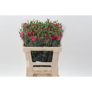 Di Solomio Cherry It