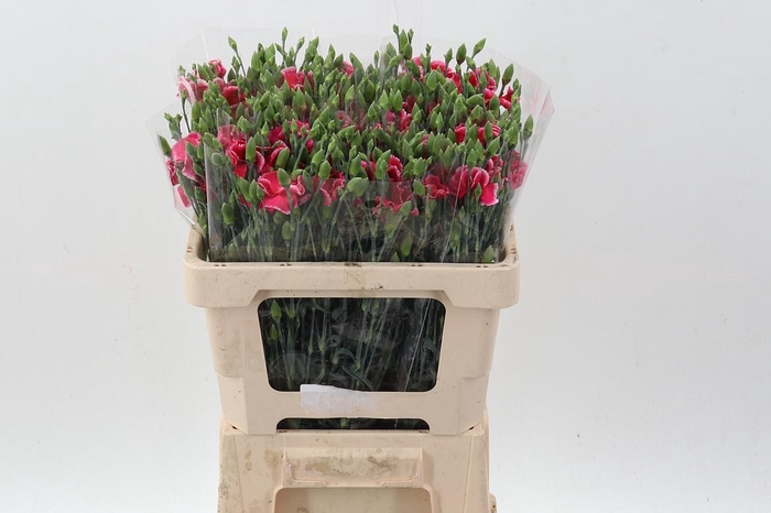 <h4>Di Solomio Cherry It</h4>