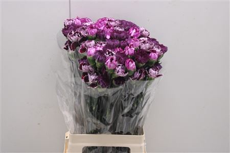 <h4>Di St Rainbow Mix Purple</h4>
