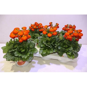 arr8 Calc Cal Orange