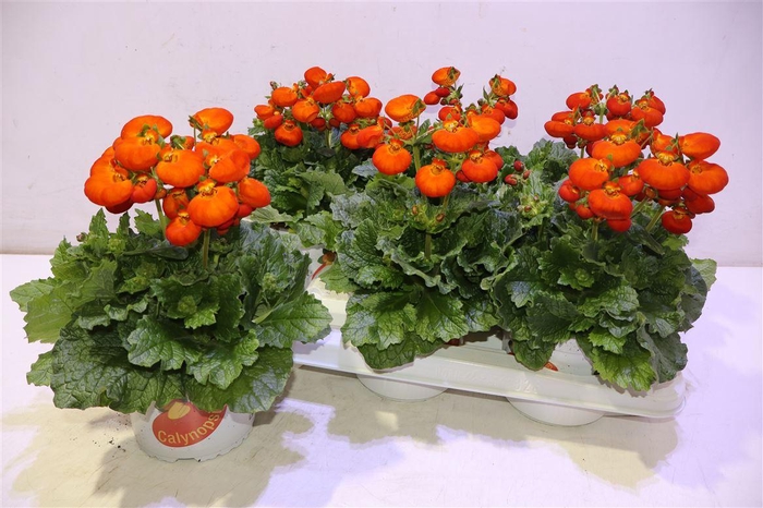 <h4>Calc Cal Orange</h4>