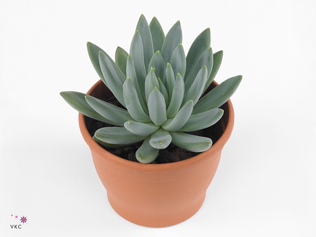 Echeveria Hookeri