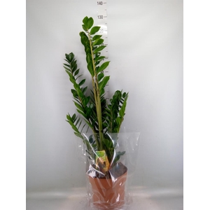 Zamioculcas zamiifolia