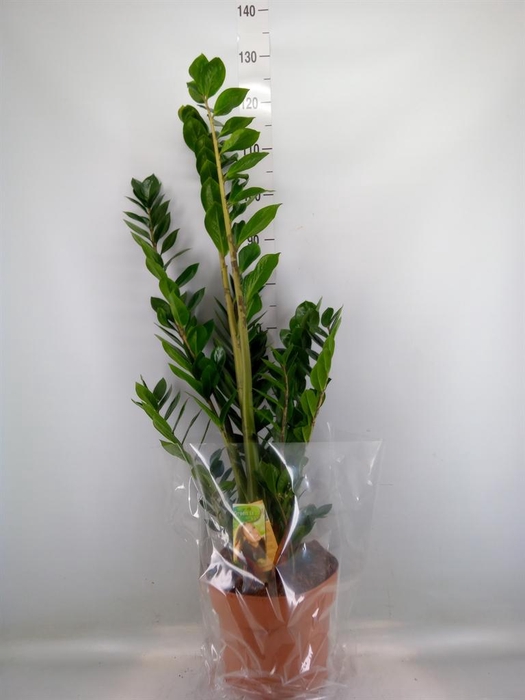 <h4>Zamioculcas zamiifolia</h4>