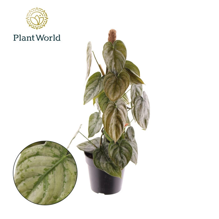<h4>Philodendron brandtianum</h4>
