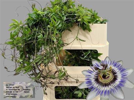 <h4>Passieflora Ranken</h4>