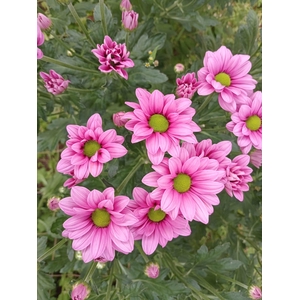 Chr Ballerina's Pink