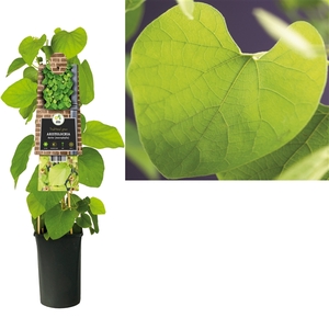 Aristolochia durior (macrophylla) +3.0 label