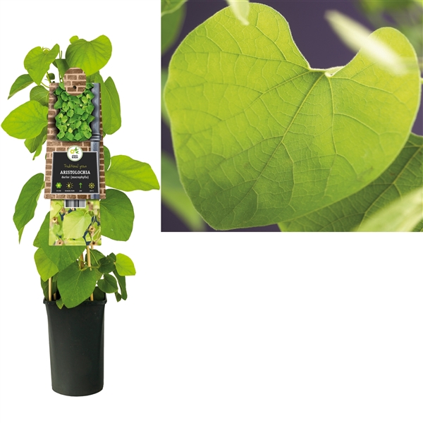 Aristolochia durior (macrophylla) +3.0 label