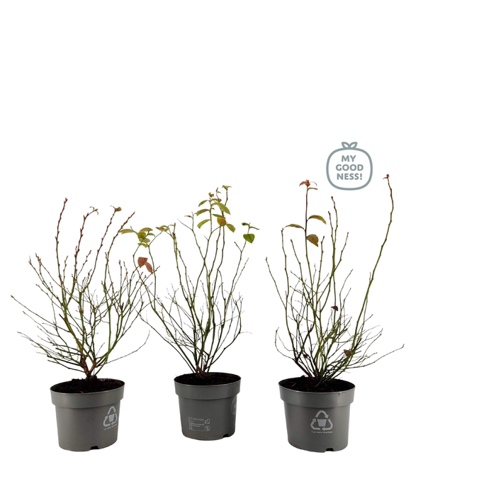 <h4>Vaccinium 20cm /2 liter 'Mix CC'</h4>