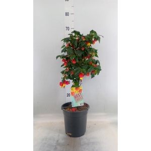 Abutilon  'Big Bell'