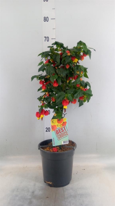 <h4>Abutilon  'Big Bell'</h4>