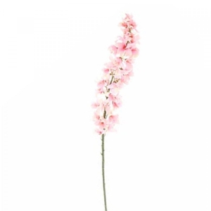 Delphinium 120cm