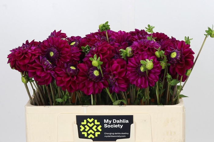 <h4>Dahlia Henk Riverdale</h4>