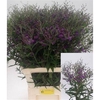 Vernonia Crinita