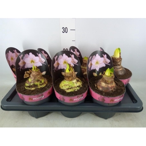 Hippeastrum DI 'Picotee'