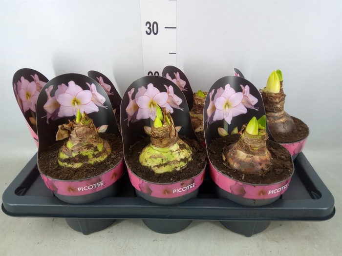 <h4>Hippeastrum DI 'Picotee'</h4>