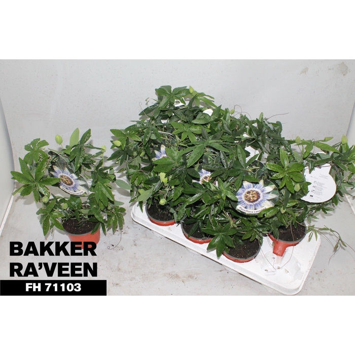 <h4>PASSIFL CAERULEA</h4>