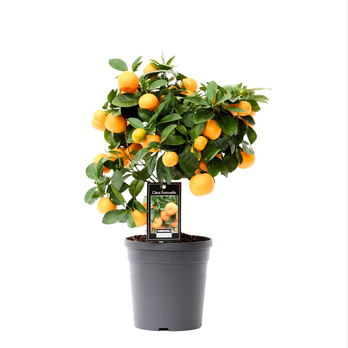 <h4>Citrus Calamondin</h4>