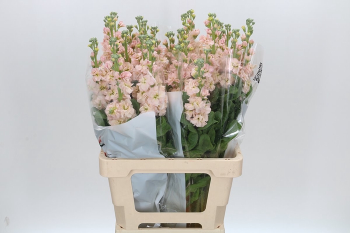 Matthiola Iron Apricot