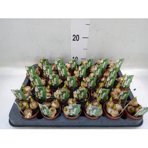 Muscari  'Magic White'